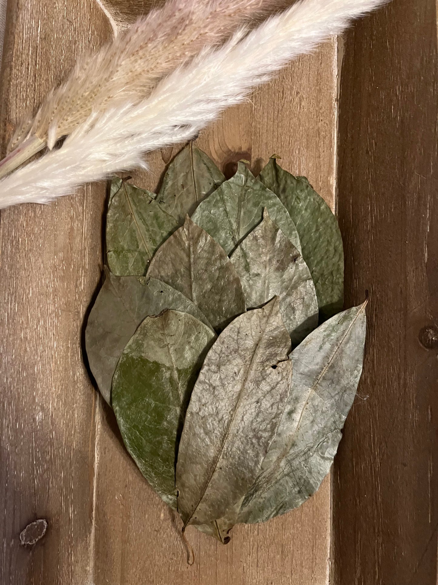 Organic Soursop Leaf Tea